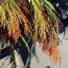 Load image into Gallery viewer, Organic Rainbow Broom Corn Grass Seeds