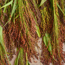 Load image into Gallery viewer, Organic Rainbow Broom Corn Grass Seeds