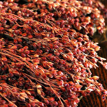 Load image into Gallery viewer, Organic Rainbow Broom Corn Grass Seeds