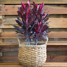 Load image into Gallery viewer, Florida Cordyline Ti Plant Seeds