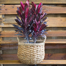 Load image into Gallery viewer, Calypso Queen Cordyline Ti Plant Seeds