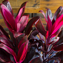 Load image into Gallery viewer, Red Sister Cordyline Ti Plant Seeds
