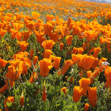 Load image into Gallery viewer, Golden California Poppy Flower Seeds