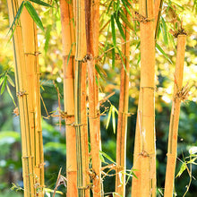 Load image into Gallery viewer, Golden Bamboo Plant Seeds