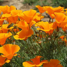 Load image into Gallery viewer, Golden California Poppy Flower Seeds