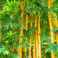 Load image into Gallery viewer, Golden Bamboo Plant Seeds