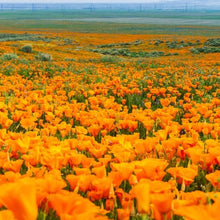 Load image into Gallery viewer, Golden California Poppy Flower Seeds
