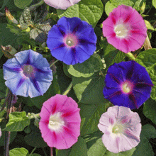 Load image into Gallery viewer, Morning Glory Plant Seed Mix