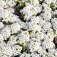 Load image into Gallery viewer, Alyssum "Carpet of Snow" Ornamental Groundcover Seeds