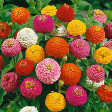 Load image into Gallery viewer, Lilliput Zinnia Flower Seeds