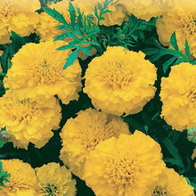Load image into Gallery viewer, Petite Yellow French Marigold Flower Seeds