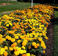 Load image into Gallery viewer, Crackerjack French Marigold Flower Seeds