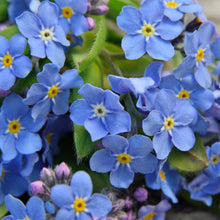 Load image into Gallery viewer, Forget-Me-Not Flower Seeds