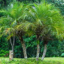 Load image into Gallery viewer, Pygmy Date Palm Tree Seeds