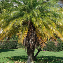 Load image into Gallery viewer, Pygmy Date Palm Tree Seeds