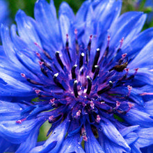 Load image into Gallery viewer, Bachelor Button "Blue Boy" Flower Seeds
