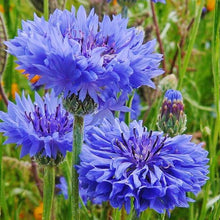 Load image into Gallery viewer, Bachelor Button "Blue Boy" Flower Seeds