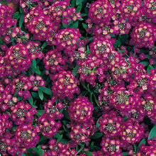Load image into Gallery viewer, Alyssum "Royal Carpet" Ornamental Groundcover Seeds