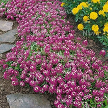 Load image into Gallery viewer, Alyssum "Royal Carpet" Ornamental Groundcover Seeds