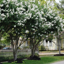 Load image into Gallery viewer, Crepe Myrtle Tree Seeds (White)