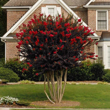 Load image into Gallery viewer, Black Diamond Crepe Myrtle Tree Seeds