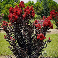 Load image into Gallery viewer, Black Diamond Crepe Myrtle Tree Seeds