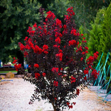 Load image into Gallery viewer, Black Diamond Crepe Myrtle Tree Seeds