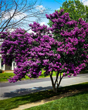 Load image into Gallery viewer, Crepe Myrtle Tree Seeds (Purple)