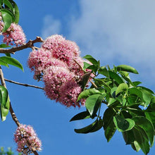 Load image into Gallery viewer, Pink Euodia Doughwood Tree Seeds