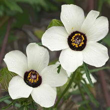 Load image into Gallery viewer, Trionum Hibiscus Plant Seeds