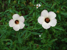 Load image into Gallery viewer, Trionum Hibiscus Plant Seeds