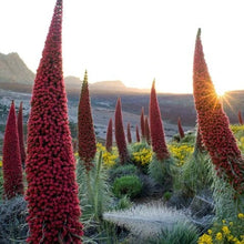 Load image into Gallery viewer, Tower of Jewels Plant Seeds