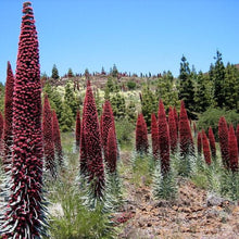 Load image into Gallery viewer, Tower of Jewels Plant Seeds