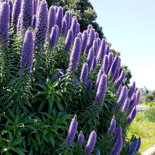 Load image into Gallery viewer, Pride of Madeira Plant Seeds