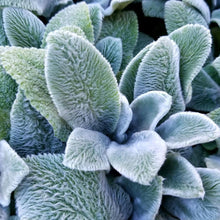 Load image into Gallery viewer, Lambs Ear Ornamental Groundcover Seeds