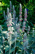 Load image into Gallery viewer, Lambs Ear Ornamental Groundcover Seeds