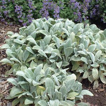 Load image into Gallery viewer, Lambs Ear Ornamental Groundcover Seeds