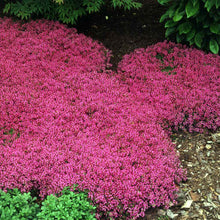 Load image into Gallery viewer, Magic Carpet Creeping Thyme Ornamental Groundcover Seeds