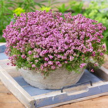 Load image into Gallery viewer, Spring Charm Rock Cress Ornamental Groundcover Seeds
