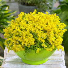Load image into Gallery viewer, Sedum Acre Yellow Ornamental Groundcover Seeds