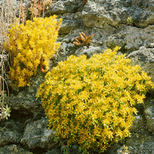 Load image into Gallery viewer, Sedum Acre Yellow Ornamental Groundcover Seeds
