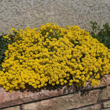 Load image into Gallery viewer, Sedum Acre Yellow Ornamental Groundcover Seeds