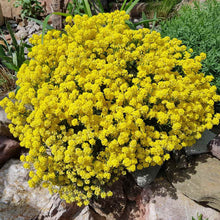 Load image into Gallery viewer, Sedum Acre Yellow Ornamental Groundcover Seeds
