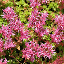Load image into Gallery viewer, Sedum Purple Carpet Ornamental Groundcover Seeds