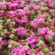 Load image into Gallery viewer, Sedum Purple Carpet Ornamental Groundcover Seeds