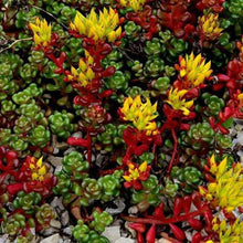Load image into Gallery viewer, Sedum Oreganum Ornamental Groundcover Seeds