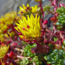 Load image into Gallery viewer, Sedum Oreganum Ornamental Groundcover Seeds