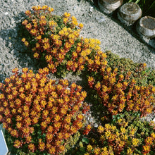 Load image into Gallery viewer, Sedum Oreganum Ornamental Groundcover Seeds