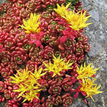 Load image into Gallery viewer, Sedum Oreganum Ornamental Groundcover Seeds