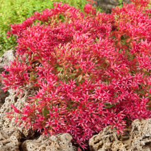 Load image into Gallery viewer, Sedum Red Dragon's Blood Ornamental Groundcover Seeds